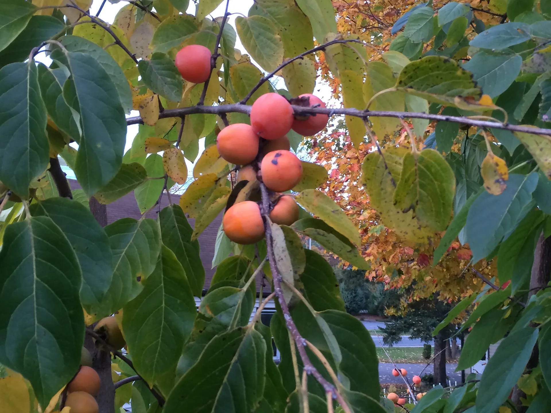 Diospyros, 'Valeene Beauty' persimmon