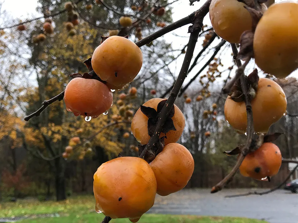 Diospyros, 'Valeene Beauty' persimmon